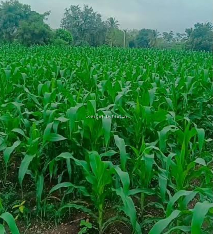 ಹವಾಮಾನ ಆಧಾರಿತ ಬೆಳೆ ವಿಮೆ ಅಗೋಸ್ಟ್ 14 ವರೆಗೆ ದಿನಾಂಕ ವಿಸ್ತರಣೆ.