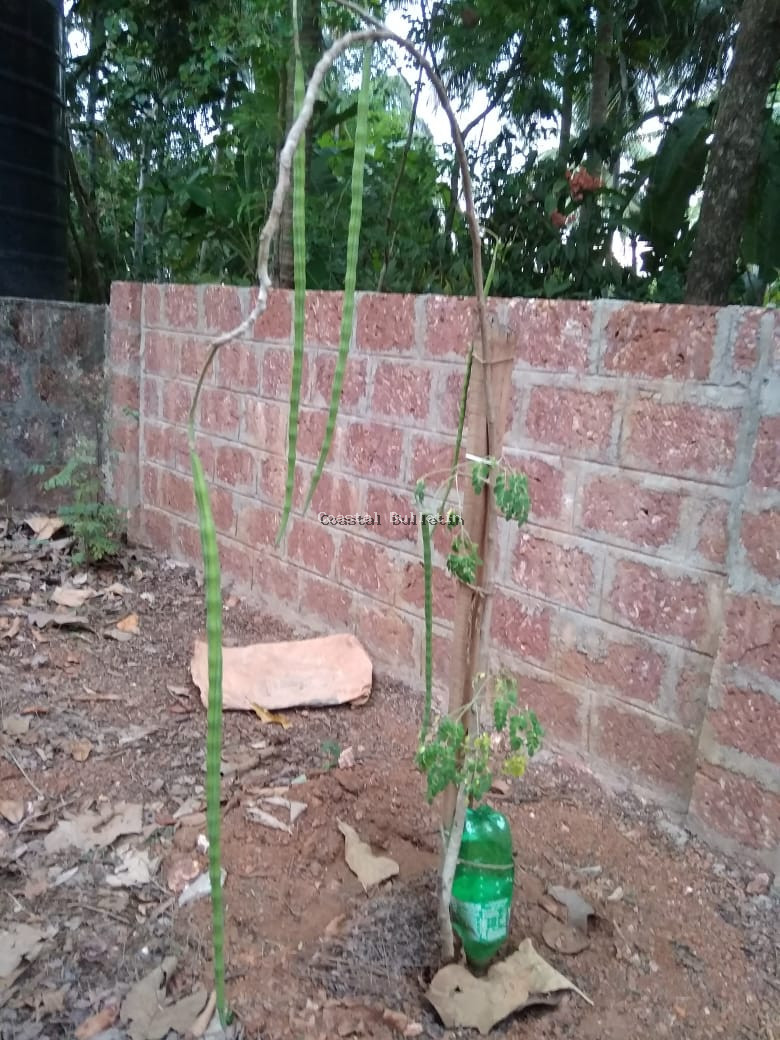 ಚೋಟುದ್ದ ವಿದ್ದ ನುಗ್ಗೆಕಾಯಿ ಫಿಟುದ್ದ ಆಯಿತು.  ಚಿಕ್ಕ ಚಿಕ್ಕ ಗಿಡಗಳಲ್ಲಿ ಮೀಟರ್ ನುಗ್ಗೆಕಾಯಿ..!!
