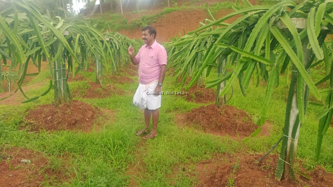 14 ಎಕ್ರೆ ಗುಡ್ಡವನ್ನು ಅಗೆದು ಸಮತಟ್ಟು ಮಾಡಿ ಡ್ರ್ಯಾಗನ್ ಫ್ರುಟ್ಸ್ ಬೆಳೆಸಿ ಯಶಸ್ವಿಯಾದ ಉದ್ಯಮಿ ಚಂದ್ರಹಾಸ ಶೆಟ್ಟಿ.
