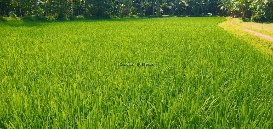 ಪ್ರಗತಿಪರ ಕೃಷಿಕರನ್ನು ಮೀರಿಸುವಂತೆ ಸಾಗುವಳಿ ಮಾಡಿದ ಹಾಸ್ಟೆಲ್ ವಿದ್ಯಾರ್ಥಿನಿಯರು..!  ಅರ್ಧ ಎಕರೆ ವಿಸ್ತೀರ್ಣದ ಗದ್ದೆಯ ತುಂಬೆಲ್ಲಾ ಹಚ್ಚಿ ಹಸಿರಿನಿಂದ ನಳನಳಿಸುತ್ತಿರುವ ಭತ್ತದ ಪೈರು..