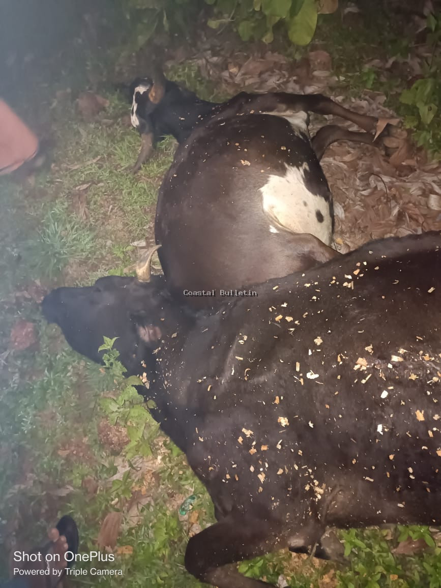 ಬಾಯಾರು : ಅನುಮಾನಾಸ್ಪದವಾಗಿ ಎರಡು ದನಗಳ ಸಾವು.