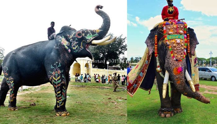 ಅರ್ಜುನ ಆನೆಯನ್ನು ಅನ್ಯಾಯವಾಗಿ ಸಾಯಿಸಿದ್ರಿ,ಸತ್ತ ಮೇಲಾದರೂ ನ್ಯಾಯ ಕೊಡಿಸಿ- ಅರಣ್ಯ ಇಲಾಖೆ ವಿರುದ್ಧ ಆಕ್ರೋಶ ವ್ಯಕ್ತಪಡಿಸಿದ ಸ್ಥಳೀಯರು.