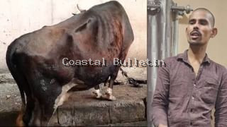 ಬೆಂಗಳೂರು: 3 ಹಸುಗಳ ಕೆಚ್ಚಲು ಕೊಯ್ದು ಕ್ರೌರ್ಯ, ಓರ್ವನ ಬಂಧನ