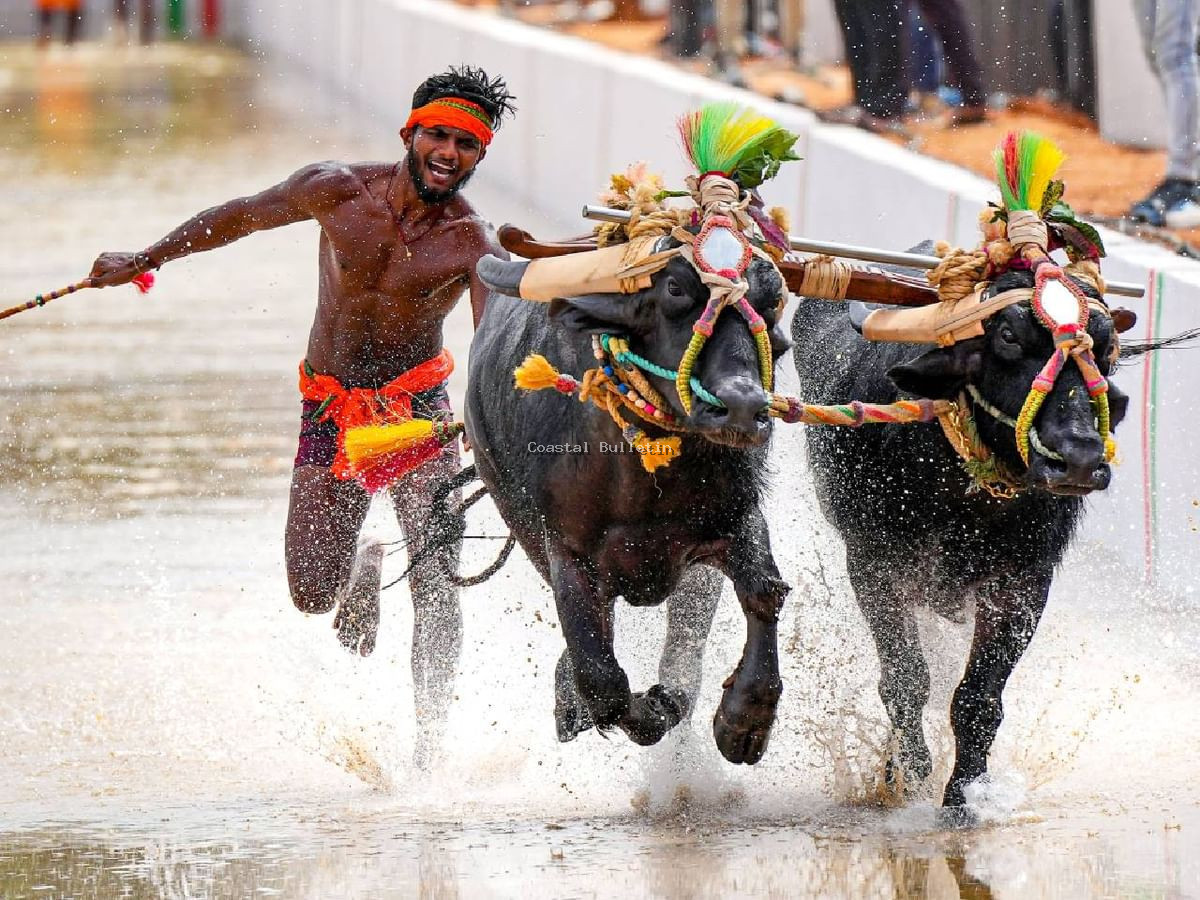 ಬೆಂಗಳೂರಿನಲ್ಲಿ ತುಳುನಾಡ ಹೆಮ್ಮೆಯ ಕಂಬಳಕ್ಕೆ ಸಿ.ಎಂ ಸಿದ್ದರಾಮಯ್ಯ ಅದ್ದೂರಿ ಚಾಲನೆ.ತುಳುಭಾಷೆಯನ್ನು ರಾಜ್ಯದ ಎರಡನೇ ಅಧಿಕೃತ ಭಾಷೆಯನ್ನಾಗಿ ಮಾಡೋದು ನನ್ನ ಜವಾಬ್ದಾರಿ- ಸಿದ್ದರಾಮಯ್ಯ ಭರವಸೆ.