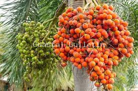 ಭೂತಾನ್ ನಿಂದ ಅಡಿಕೆ ಅಮದುಗೆ ಕೇಂದ್ರದಿಂದ ಒಪ್ಪಿಗೆ 