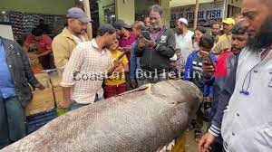 340 ಕೆಜಿಯ ಅಪರೂಪದ ಅಂಬೂರು ಮೀನು ಪತ್ತೆ