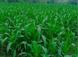 ಹವಾಮಾನ ಆಧಾರಿತ ಬೆಳೆ ವಿಮೆ ಅಗೋಸ್ಟ್ 14 ವರೆಗೆ ದಿನಾಂಕ ವಿಸ್ತರಣೆ.