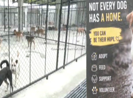 ಬೆಂಗಳೂರಿನಲ್ಲಿ ಭಾರತದ ಮೊದಲ ಬೀದಿನಾಯಿ ಶೆಲ್ಟರ್ ನಿರ್ಮಾಣ